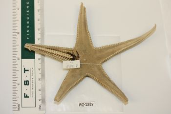 Media type: image;   Invertebrate Zoology AST-2388 Description: Preserved specimen.;